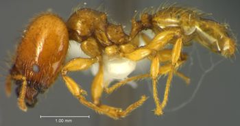 Media type: image;   Entomology 35156 Aspect: habitus lateral view